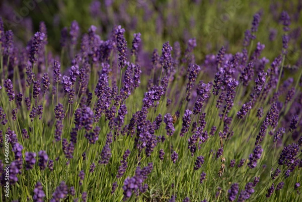 Obraz lavender garden
