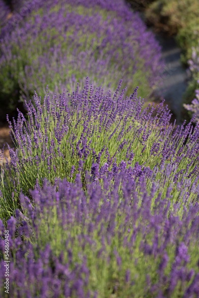 Obraz lavender garden