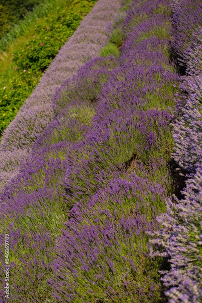 Obraz lavender garden