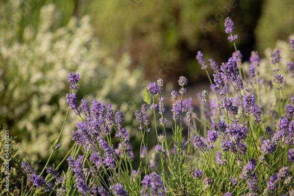 Obraz lavender garden