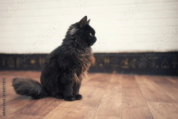 Obraz side view of sitting male black chocolate york cat with long fur