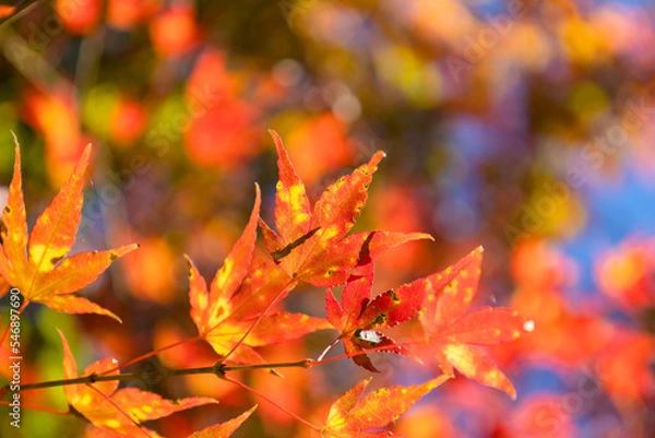 Fototapeta 空一面を真っ赤に染めるモミジ