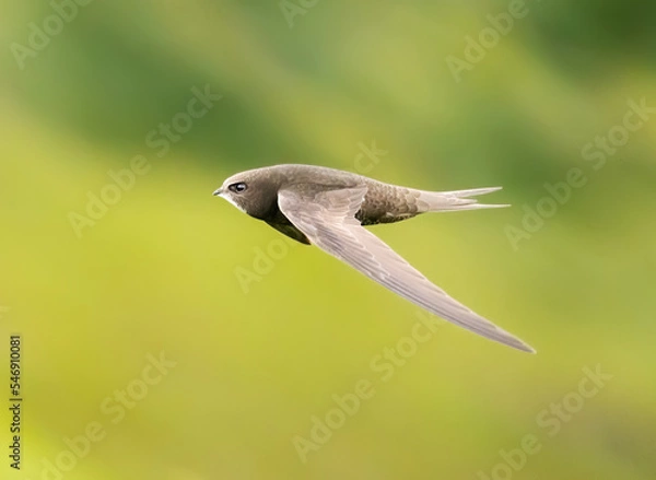 Fototapeta Common swift in flight over grass