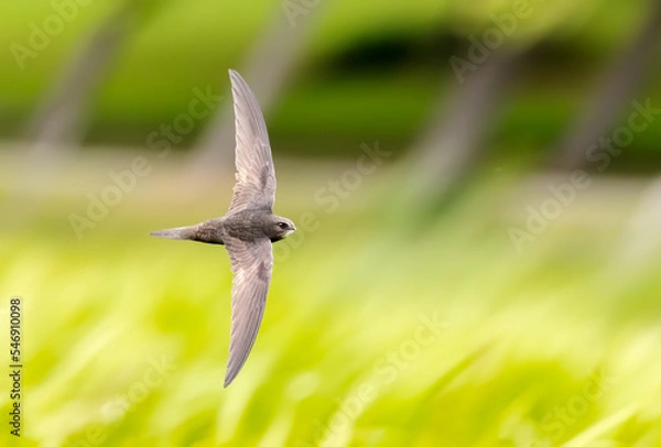Obraz Common swift in flight over grass