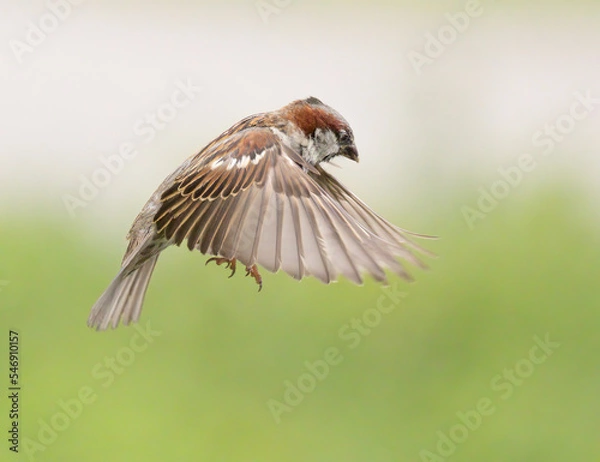 Obraz House sparrow in flight withe green background
