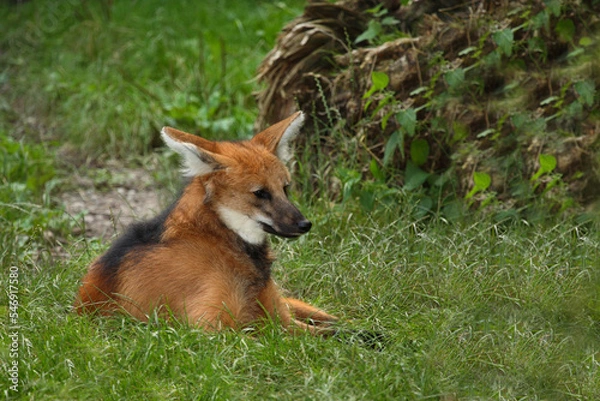 Fototapeta Mähnenwolf / Maned wolf / Chrysocyon brachyurus