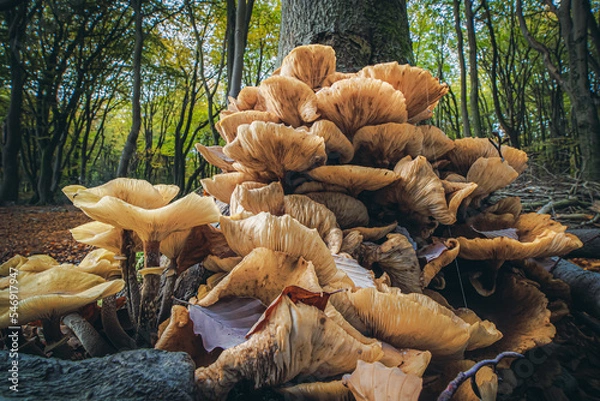 Fototapeta Large white-brown fungi have grown against a tree stump which is dying and rotting
