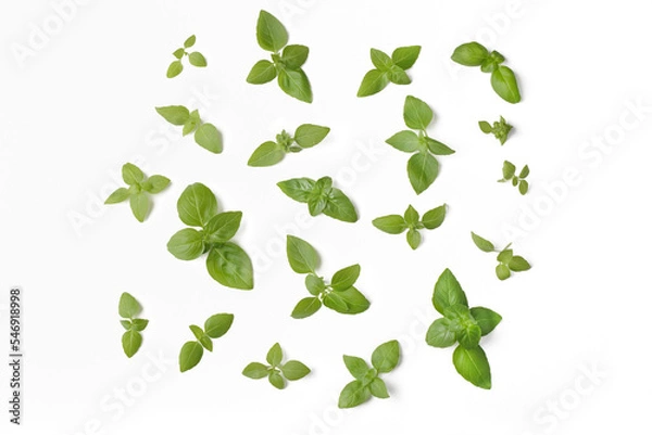 Obraz Basil leaves isolated on white background, 
for your design