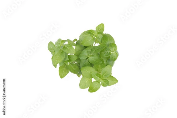 Obraz Basil leaves isolated on white background, 
for your design