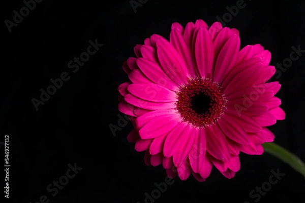 Fototapeta Marguerite