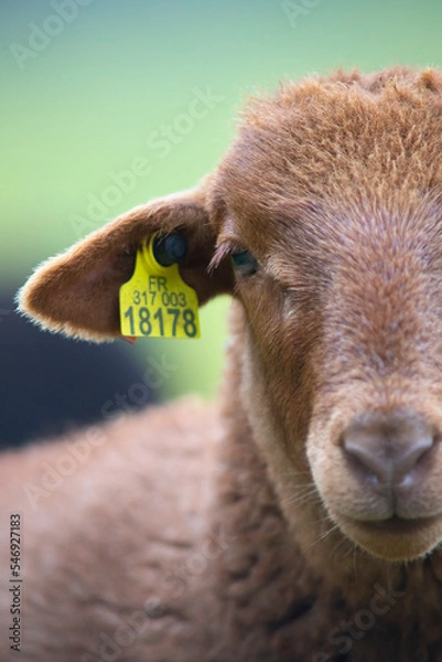 Fototapeta portrait de mouton 