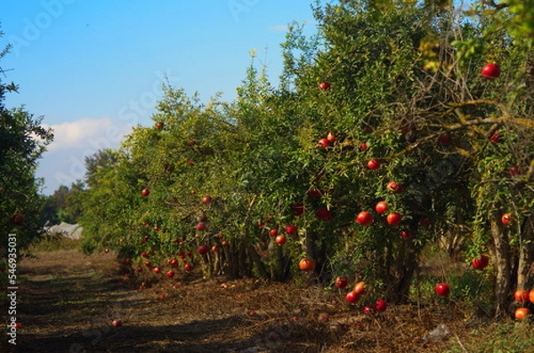 Fototapeta Garden with pomegranate trees. Rich harvest, large fruits, ripe pomegranates. Kibbutz moshav in Israel. Plantations with beautiful low trees. Red ripe pomegranates on a branch - ready to turn into jui