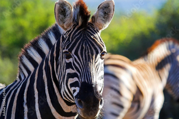 Obraz zebra