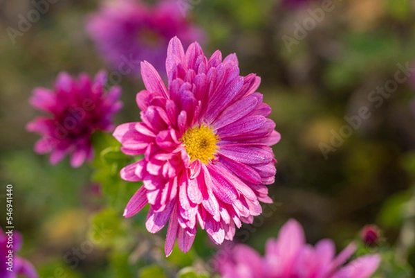 Obraz Beautiful pink violet chrysanthemum with dew drops in the garden. Sunny day, shall depth of the field