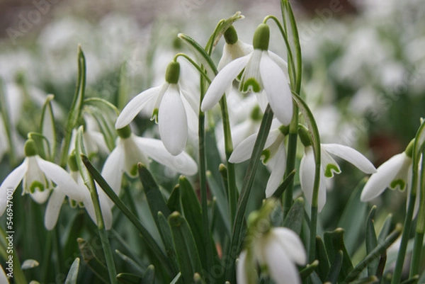 Obraz white spring flowers