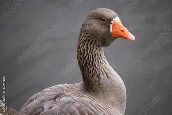 Obraz portrait of a goose