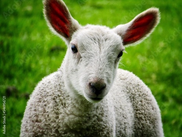 Obraz sheep in the grass