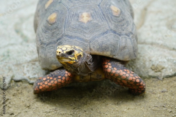 Fototapeta Tortoise (Chelonoidis denticulata) is one of two species of tortoise or tortoise. Testudinidae family. Manaus – Amazon, Brazil.