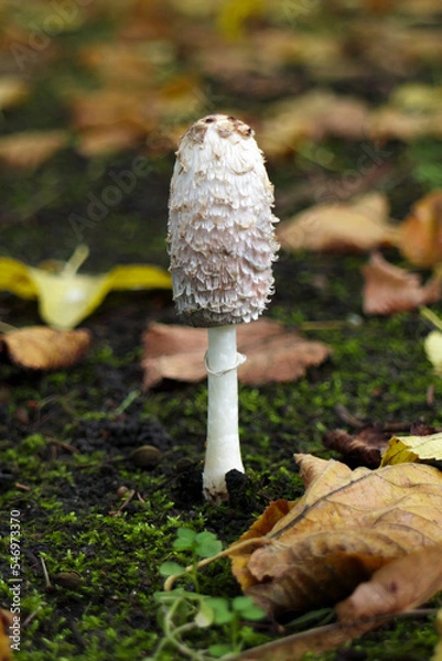 Fototapeta Shaggy ink cap or lawyer's wig in the leaves of the autumn forest. Wild mushrooms Coprinus comatus.