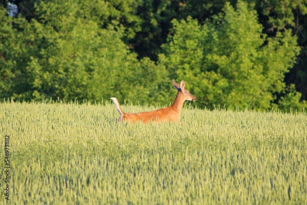 Obraz deer in the grass