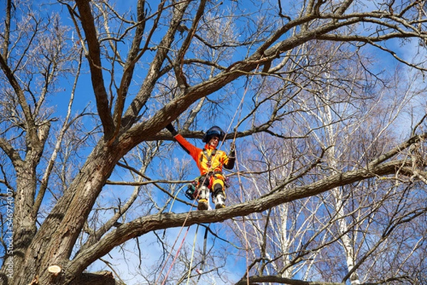 Obraz Tree surgeon. Working with a chainsaw. Sawing wood with a chainsaw.