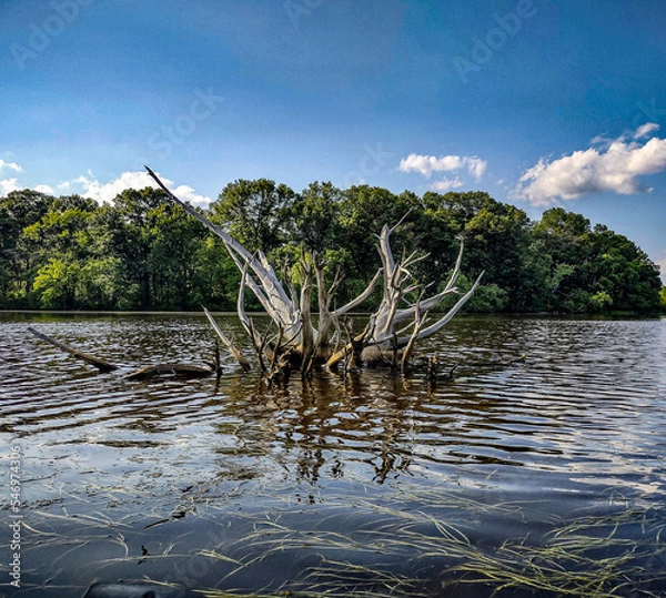 Obraz lake in the forest