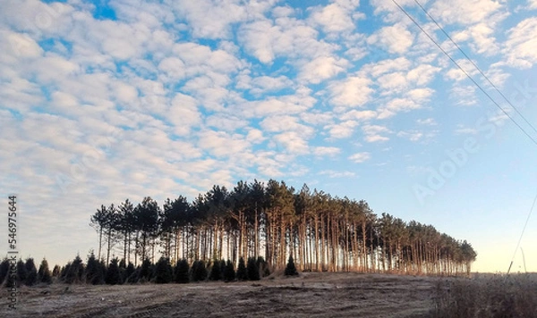 Obraz trees in the snow