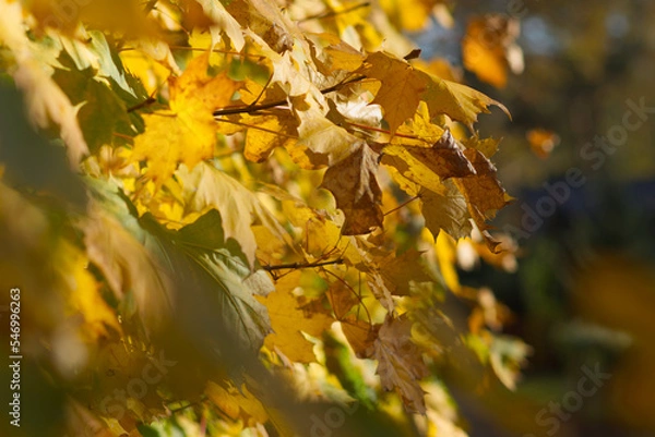 Obraz leaves in autumn