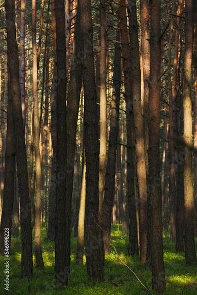 Obraz spring forest in the morning