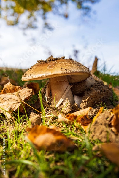 Obraz Pilz im Herbst