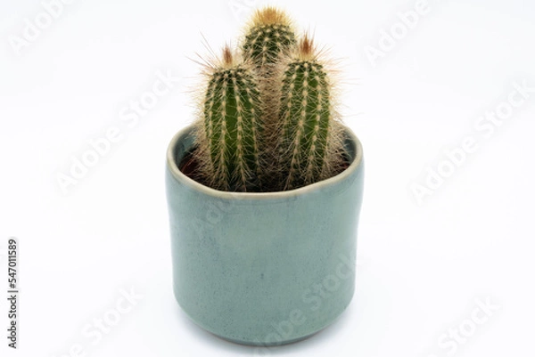 Obraz Green potted cactus