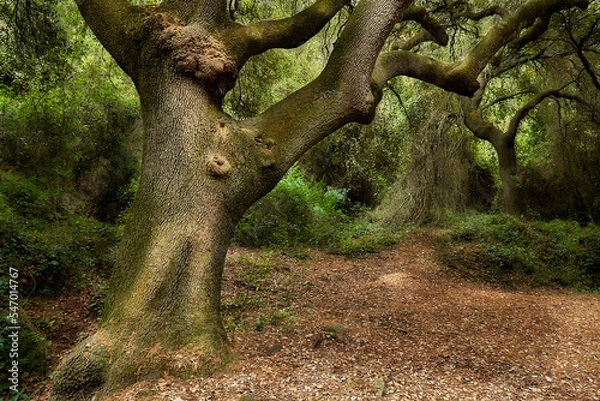 Obraz trees in the forest