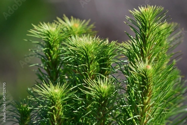 Fototapeta close up of pine needles