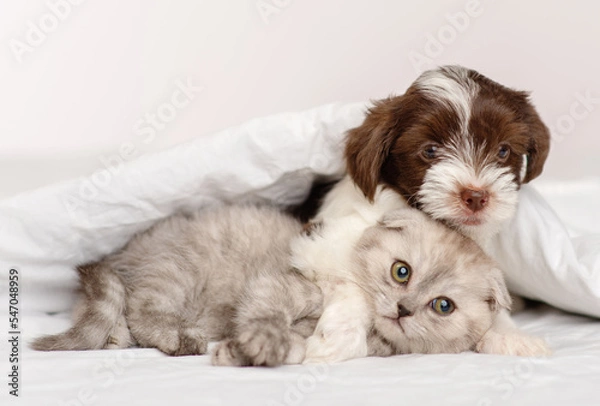 Fototapeta A small puppy of the Yorkshire terrier breed in black and white is hugging a gray Scottish breed kitten under a blanket on a bed at home. Puppy and kitten on the bed lying together