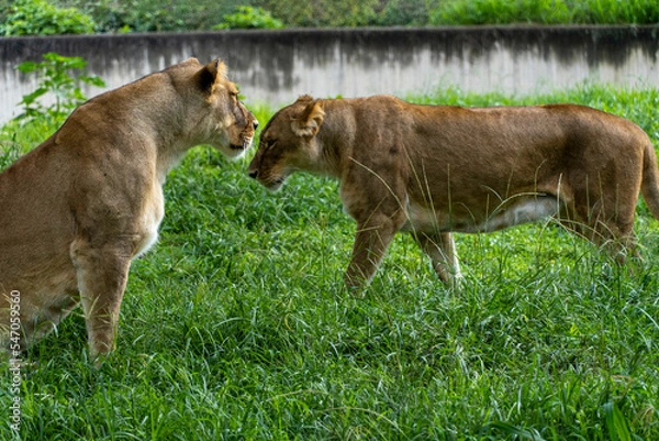 Fototapeta Panthera leo, two lionesses playing in the grass, while biting and hugging each other with their claws, zoo, mexico