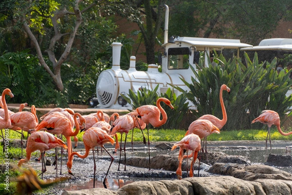 Fototapeta Phoenicopterus ruber flamingos inside a fountain in the background a white tourist train passing by, vegetation and water around the site