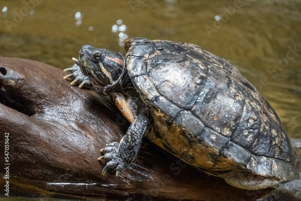 Fototapeta Pseudemys rubriventris, turtle in the nature habitat. Red Northern American red-bellied turtle on the tree trunk in the river.