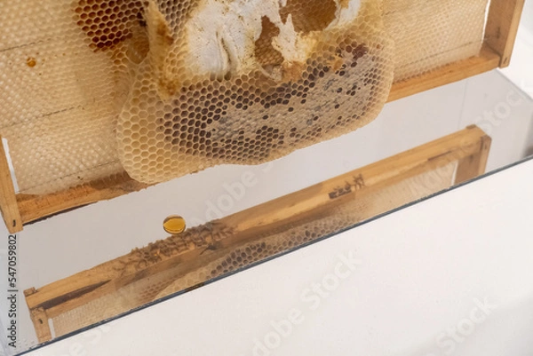 Fototapeta The beekeeper holds a frame with honey, and bees. Close up of beekeeping in glass box