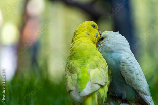 Fototapeta two loving birds, playing in the grass, one yellow green and one blue white, small parakeets, background with bokeh mexico