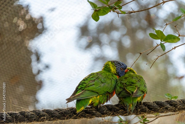 Fototapeta two loving birds, playing in the grass, one yellow green and one blue white, small parakeets, background with bokeh mexico