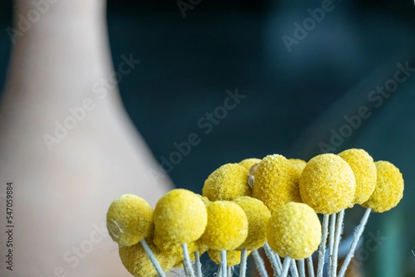 Fototapeta Vase clay with dried flowers and moving shadows on beige background casting shadows .