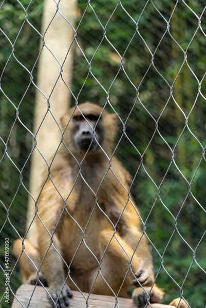 Fototapeta vervet monkey, Cercopithecus pygerythrus, caged at the zoo, mexico