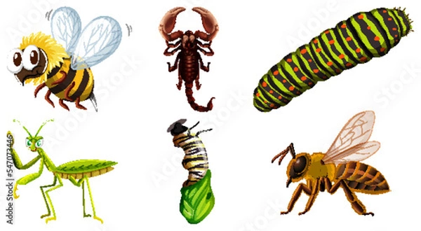 Fototapeta Set of different kinds of insects
