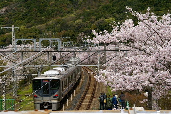 Obraz 山中渓駅・桜