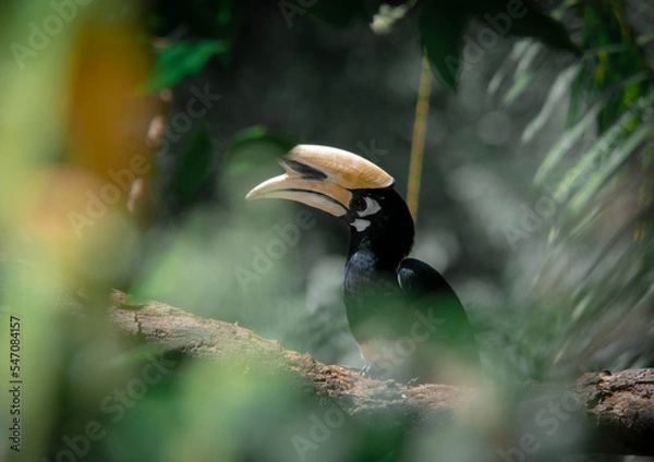 Fototapeta An oriental pied hornbill standing on a tree alone waiting for hunting an insect in the Khao Yai National Park of Thailand. The wildlife of the national park.