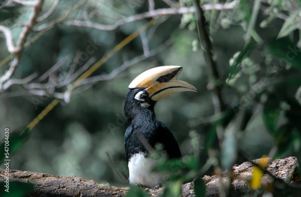 Fototapeta An oriental pied hornbill standing on a tree alone waiting for hunting an insect in the Khao Yai National Park of Thailand. The wildlife of the national park.