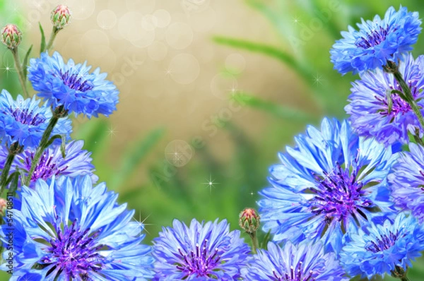 Obraz Cornflowers with a beautiful background.
