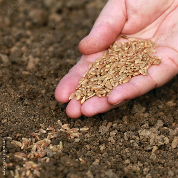 Fototapeta Hand mit Samen