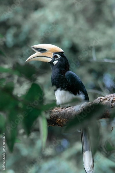 Fototapeta An oriental pied hornbill standing on a tree alone waiting for hunting an insect in the Khao Yai National Park of Thailand. The wildlife of the national park.