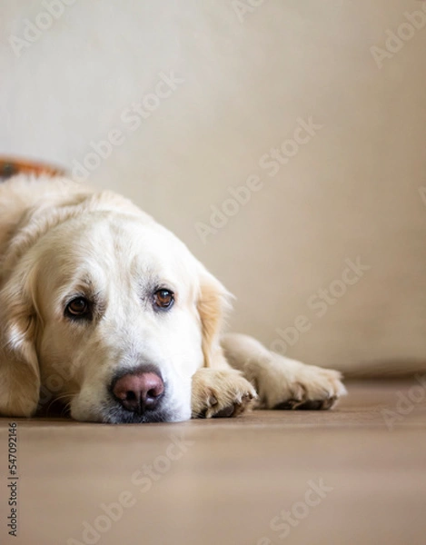 Fototapeta  portrait of a golden retriever lying on the floor looking at the camera.